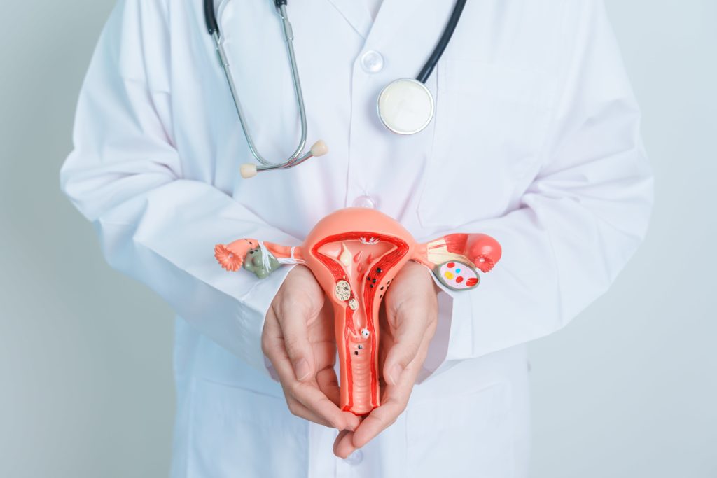 Doctor sostiene modelo anatómico del endometrio