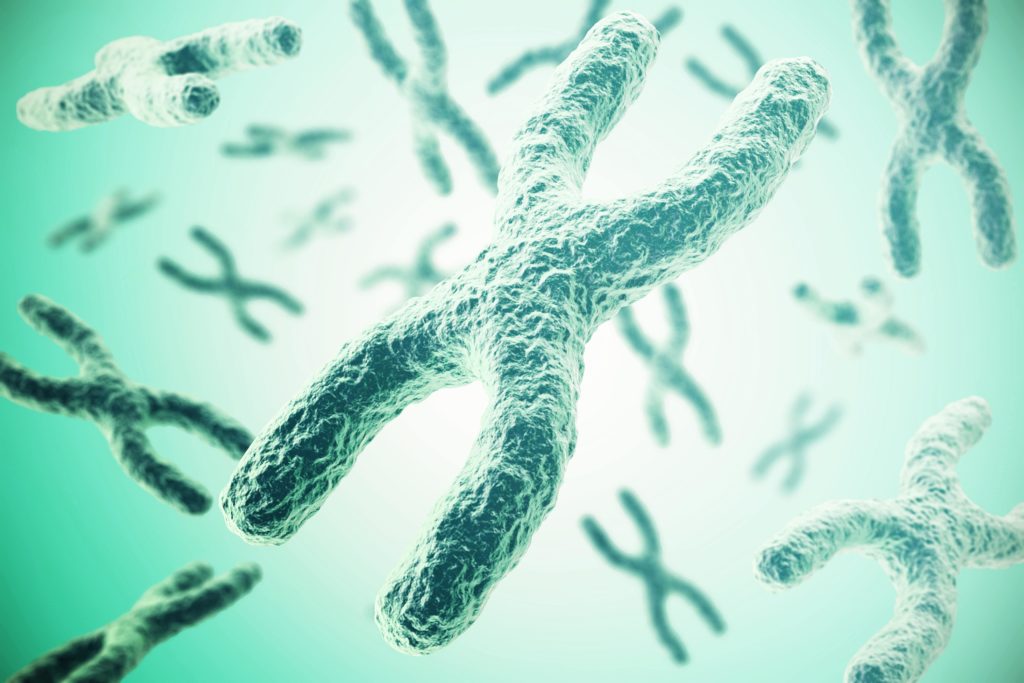 cariotipo, concepto de cromosomas