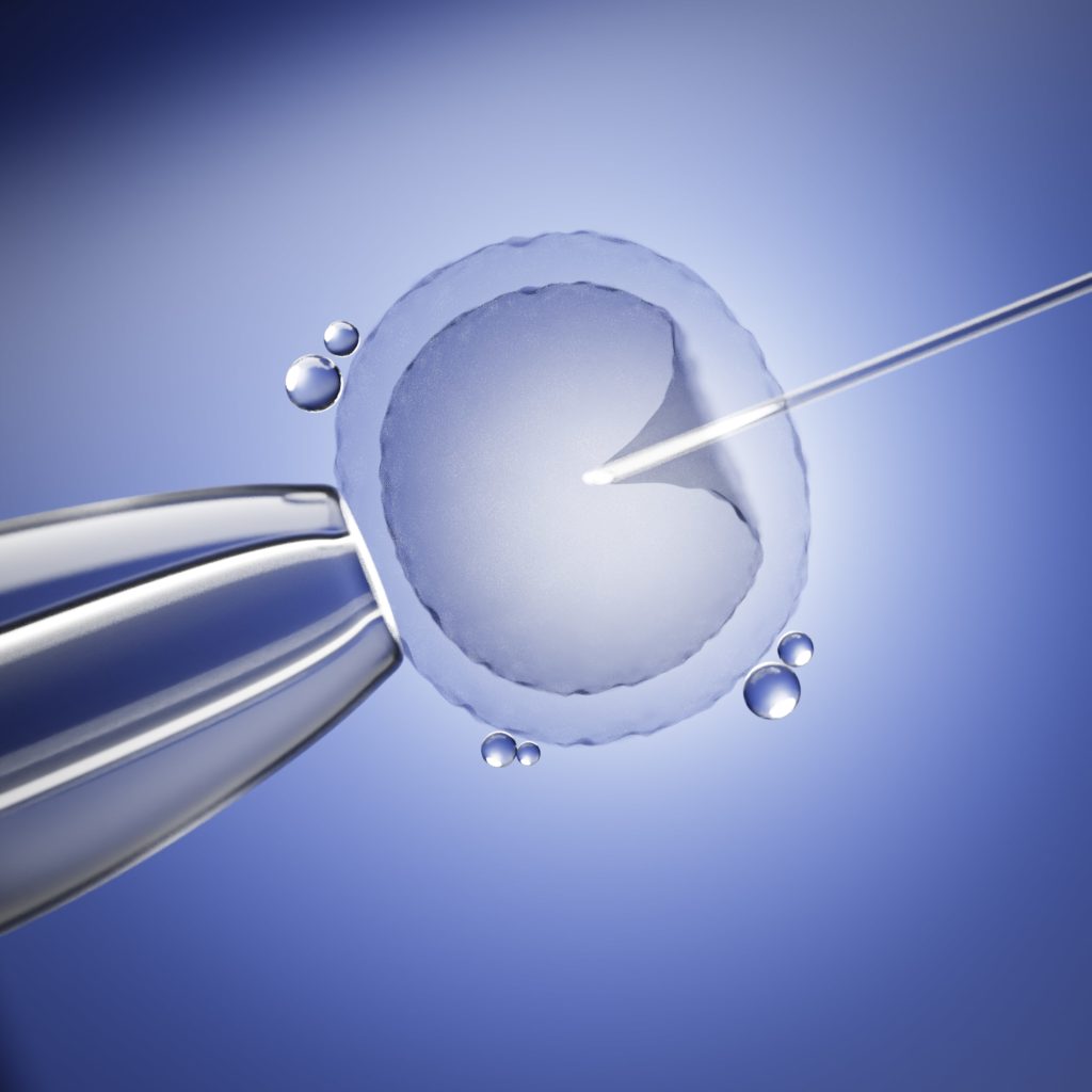 FIV para transferencia de embriones