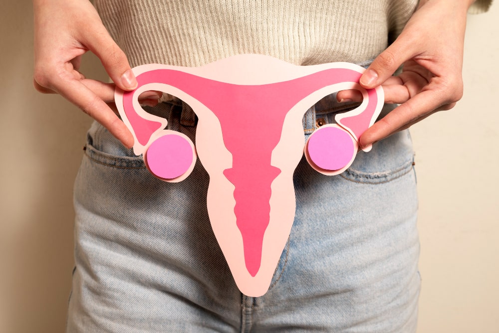 Maqueta de útero para explicar qué es un folículo en ovarios