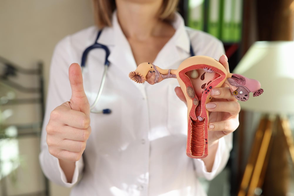 Doctora sujetando una maqueta de ovarios para explicar el folículo en ovarios