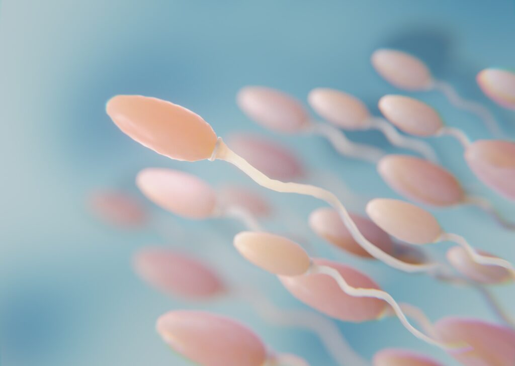 beautiful-fertility-concept-3d-rendering (6)-min cafeína y fertilidad masculina