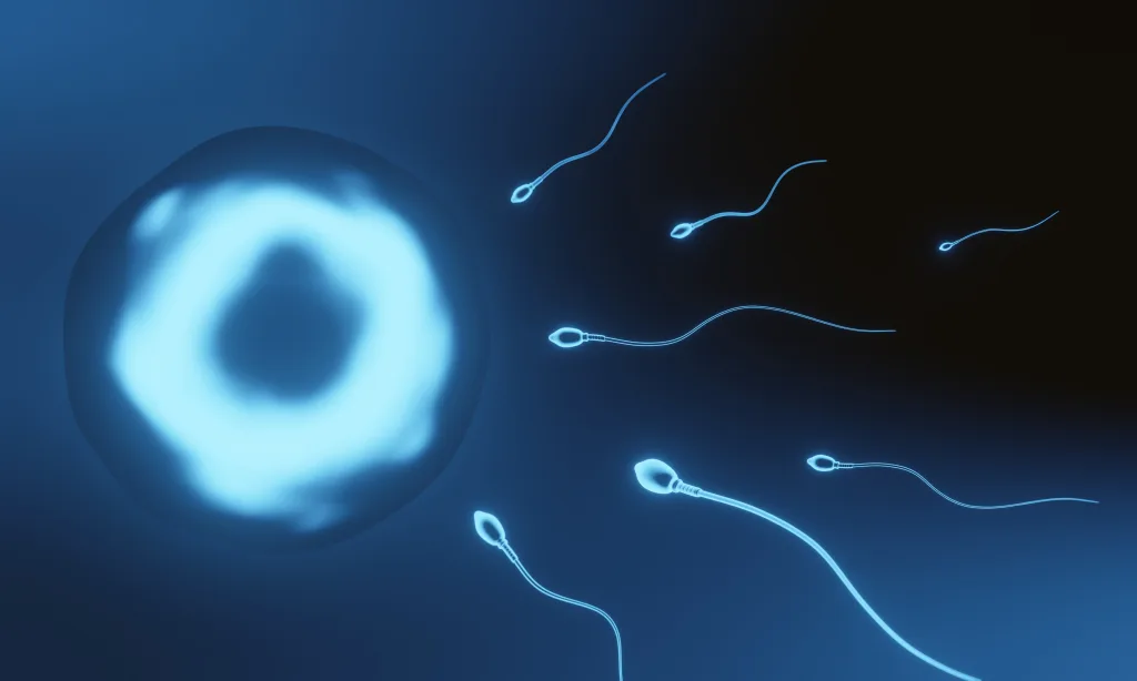 Teratozoospermia y embarazo natural