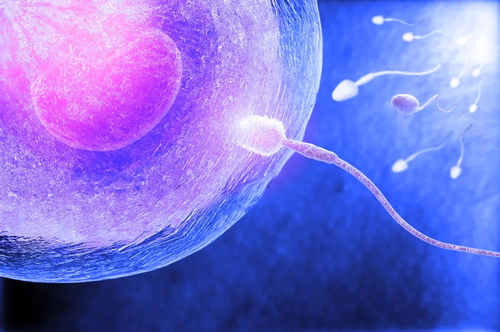 los-espermatozoides-fertilizan-con-el-ovulo-min Fragmentación ADN espermático solución